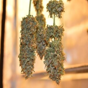 7 Way Marijuana Online