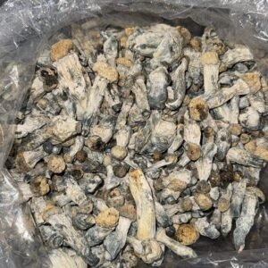 BUY Penis Envy mushrooms Europe