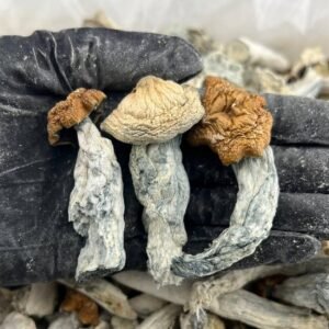 Golden Teacher mushrooms